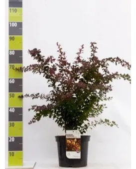 Berberis roja para seto