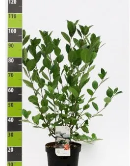 Aronia de fruto grande