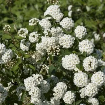 Spirea nupcial