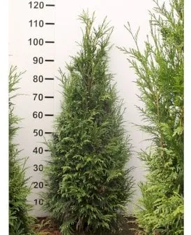 Árbol de la vida gigante
