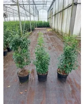 Laurel portugués