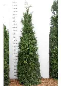 Árbol de la vida gigante